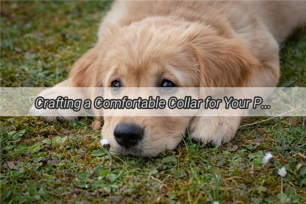 Crafting a Comfortable Collar for Your Pooch from Recycled Cardboard A Creative DIY Guide